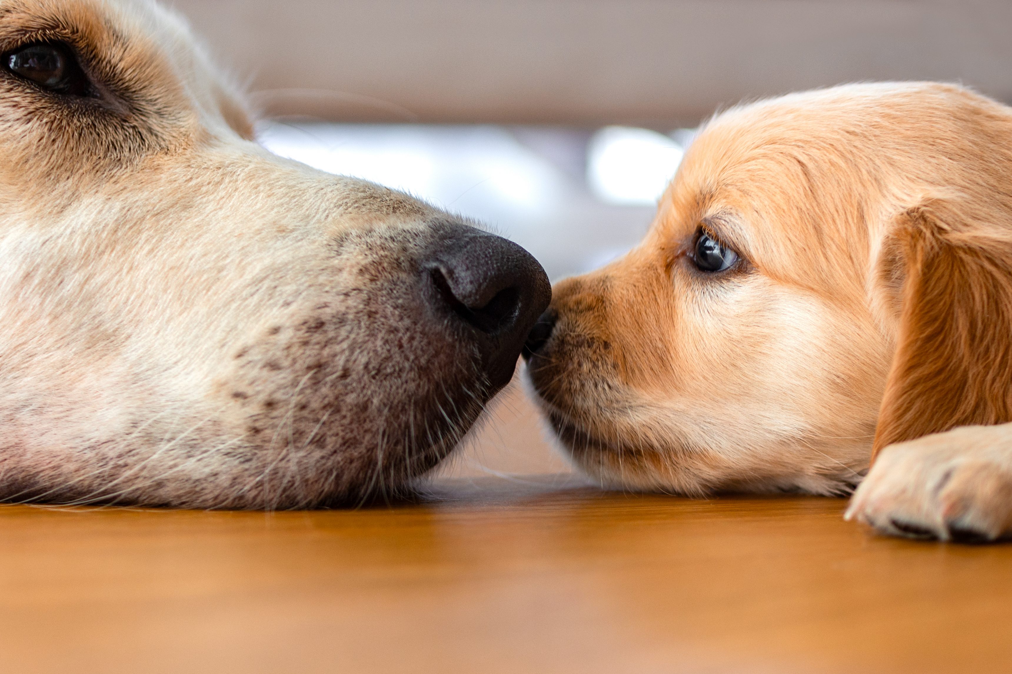 comparar seguros de perros obligatorios