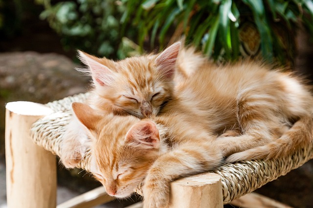 seguros para gatos